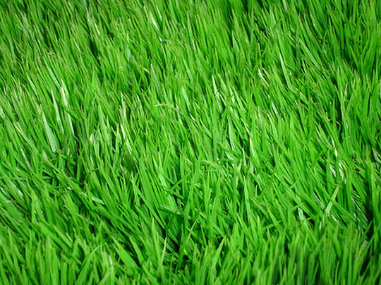 lawn2.jpg